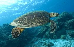 Layang Layang Dive Centre - turtle.